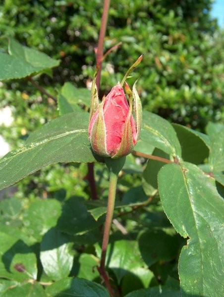 Grmičasta vrtnica - 3 - rožnata 
Avtor: katrinca
rastline.mojforum.si
