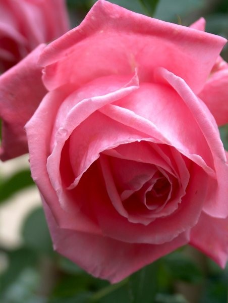 Vzpenjava vrtnica - 3 - rožnata
Avtor: katrinca
rastline.mojforum.si