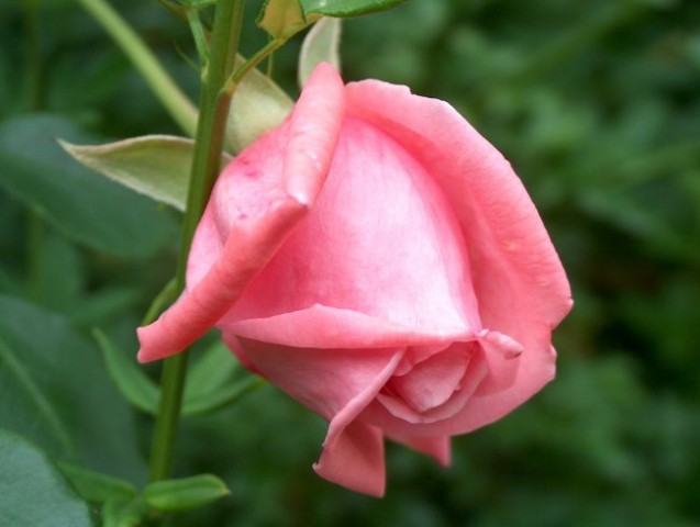 Vzpenjava vrtnica - 3 - rožnata
Avtor: katrinca
rastline.mojforum.si