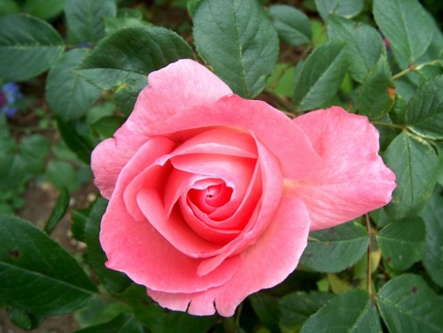 Grmičasta vrtnica - 3 - rožnata 
Avtor: katrinca
rastline.mojforum.si