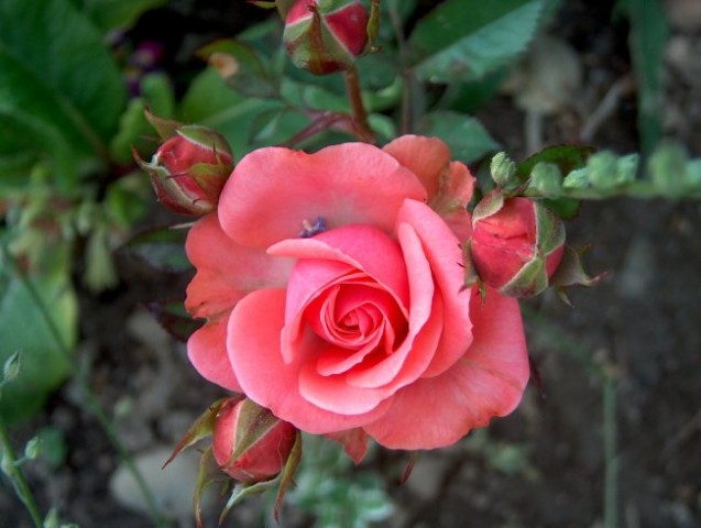 Mini vrtnica - 2 - rožnata
Avtor: katrinca
rastline.mojforum.si