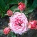 Mini vrtnica - 2 - rožnata
Avtor: katrinca
rastline.mojforum.si