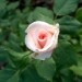 Grmičasta vrtnica - 2 - svetlo roza 
Avtor: katrinca
rastline.mojforum.si