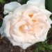 Grmičasta vrtnica - 2 - svetlo roza 
Avtor: katrinca
rastline.mojforum.si