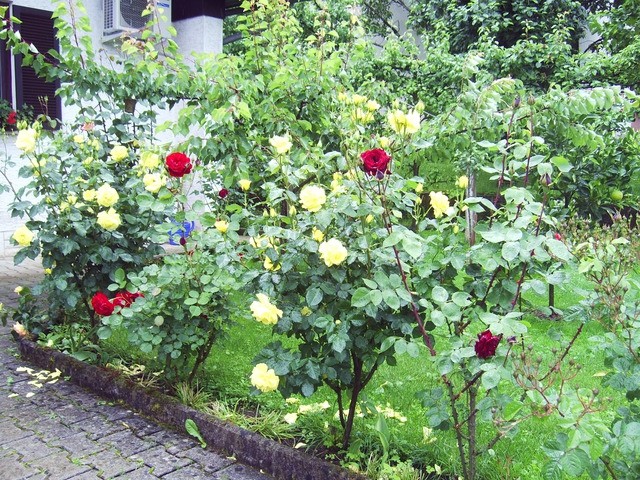 Avtor: solinar
rastline.mojforum.si