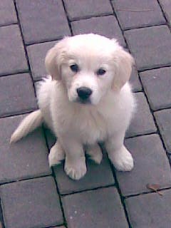 tudi jas imam doma zlato prinašalko.(to je ta na slikici)
Zlati prinašalec je pes, ki je 