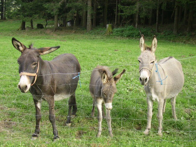 Ekološka kmetija Pri Jerajevih - foto povečava