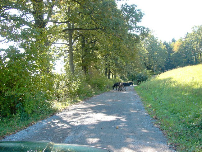 Ekološka kmetija Pri Jerajevih - foto povečava