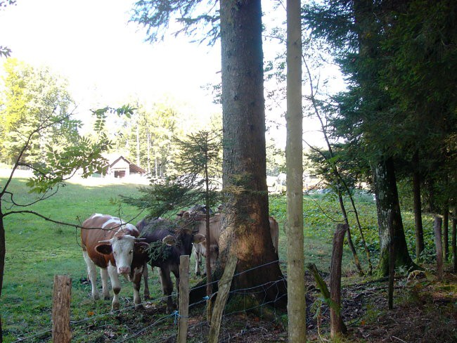 Ekološka kmetija Pri Jerajevih - foto povečava