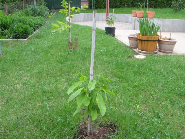 ASIMINA TRILOBA SANFLOWER 