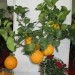   Pomaranča rastava v Pordenone