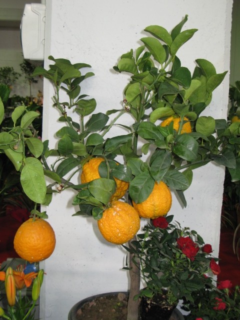   Pomaranča rastava v Pordenone