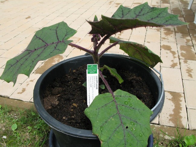LULU SLIVA--NARANJILA
SOLANUM QUINTOENSE