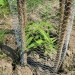 Velikanski Bambus prenaša mraz do -23 C Phyllostachys pubescens 25.07.08