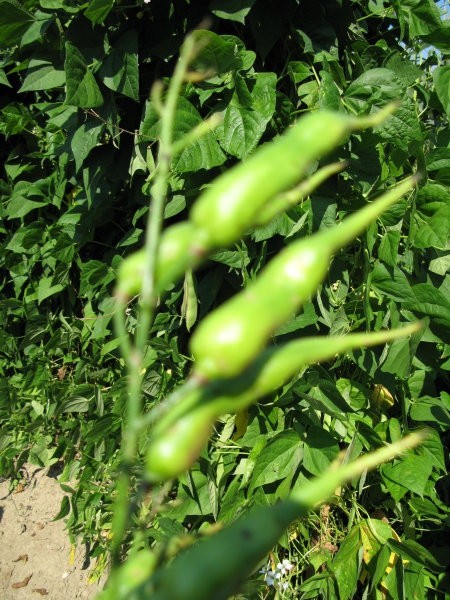 Raphanus Caudatus