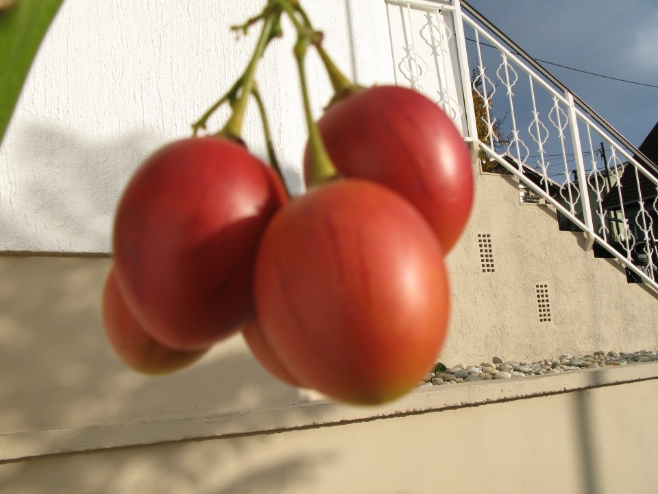 tamarillo drevesni paradižnik je dozorel 20.11.08