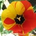 Tulipan znotraj z mešanimi barvami 11.04.09