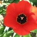 Tulipan v sredini z štirimi obrazki muc 11.04.09