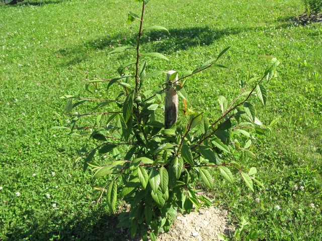 Cotoneaster hrana za ptice in okrasni grm. Znanstveno ime Cotoneaster Vatereri ( Cornubia 