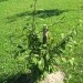 Cotoneaster hrana za ptice in okrasni grm. Znanstveno ime Cotoneaster Vatereri ( Cornubia 