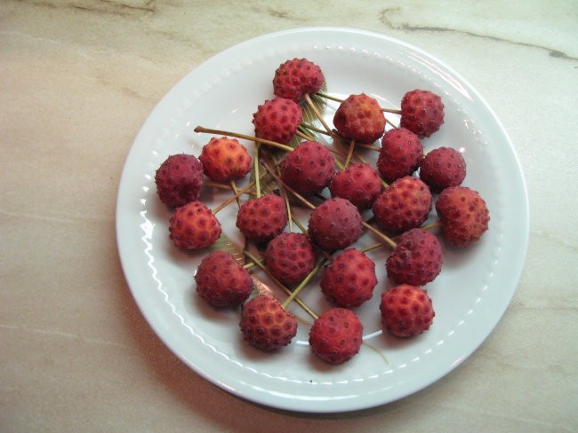 Plodovi drena Cornus Causa Japonski dren