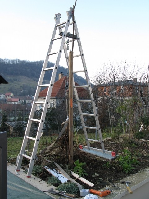 Kitajsko zeliščno drevo je izpuljeno