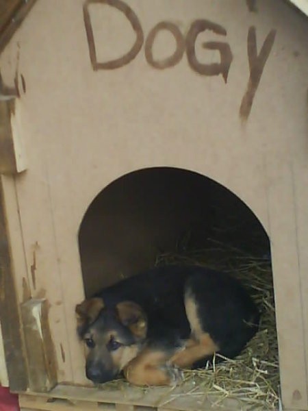 DOGY - foto