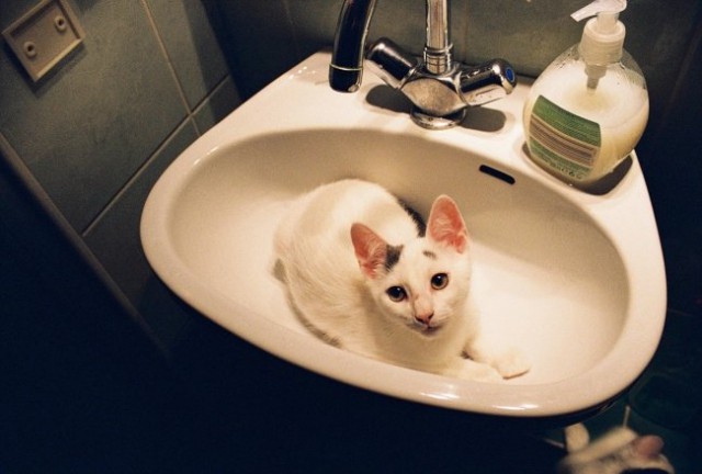 Maček v umivalniku :)