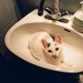 Maček v umivalniku :)
