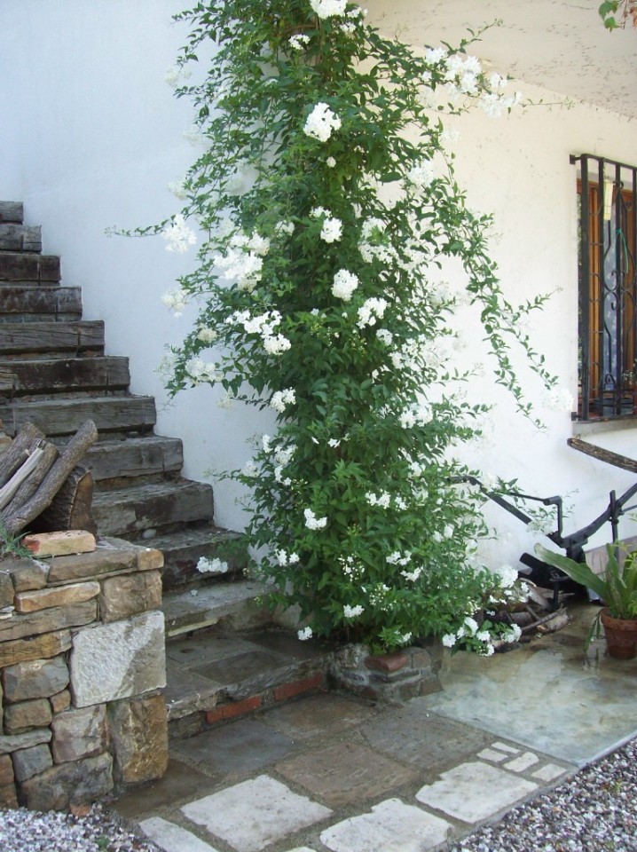 solanum- (tudi krompirjevka ga imenujejo)prezimi kar na prostem in je  ze pravi lepotec