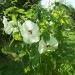 hibiscus palustris