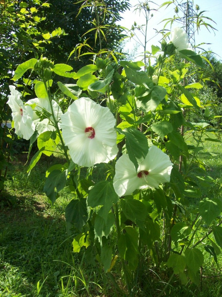 hibiscus palustris