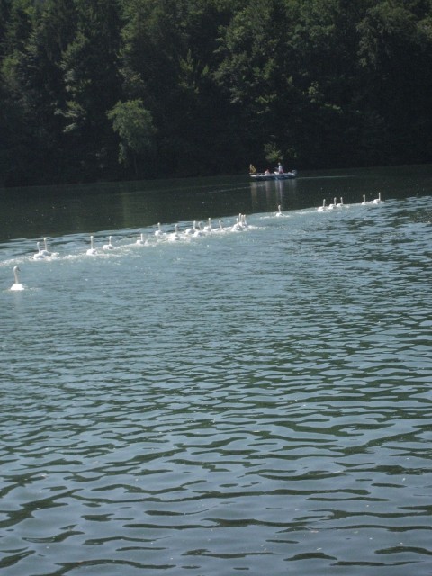 ZBILJSKO JEZERO 11.07.2008 - foto