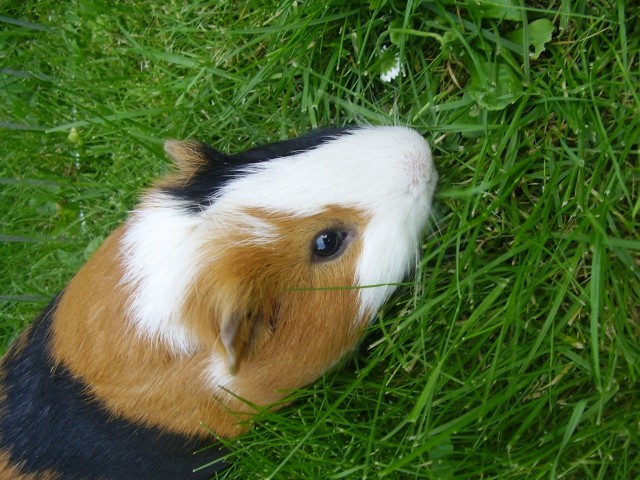 Zelo rad ima travo.. mmmm ;)