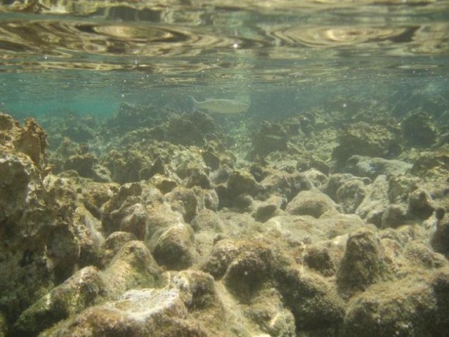 Slike pod vodo - foto