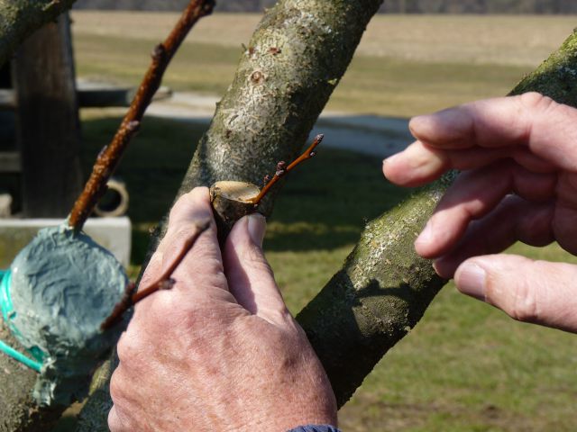 Cepljenje ringloja in letenje - foto