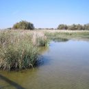 Laguna de Pedro Muñoz, Ciudad Real

Tu se ustavljajo in prezimujejo ptice selivke i
