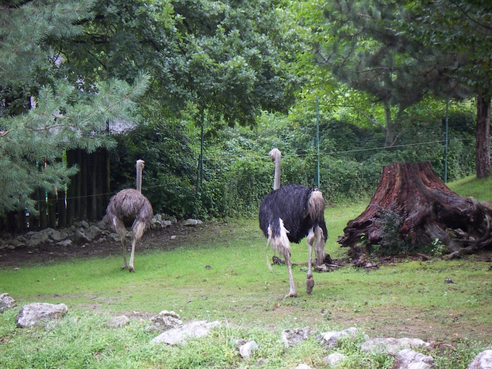 V ljubljanskem živalskem vrtu - foto povečava