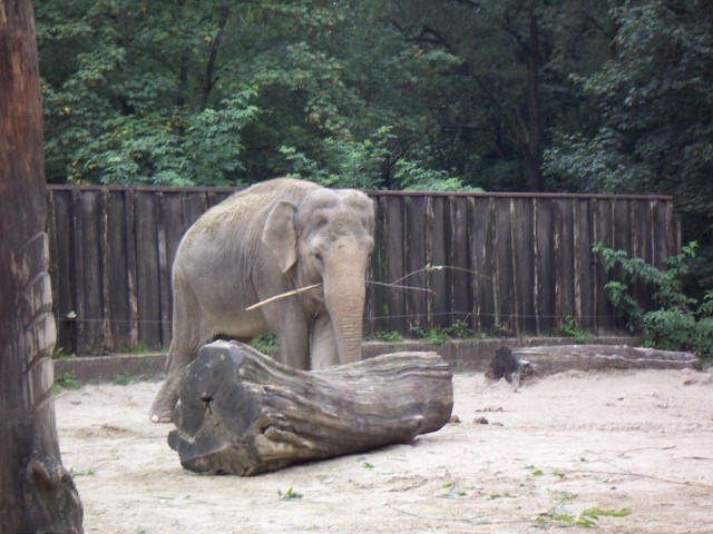 V ljubljanskem živalskem vrtu - foto