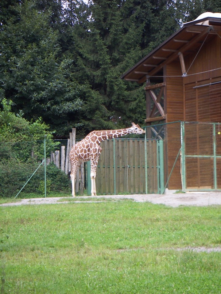 V ljubljanskem živalskem vrtu - foto povečava