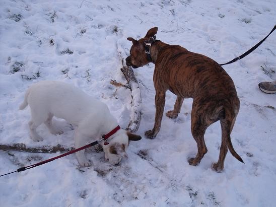 Sisi & Lulu-Lynn - foto povečava