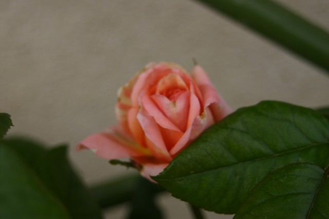 Vrtnica fruit sorbet