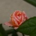 vrtnica fruit sorbet