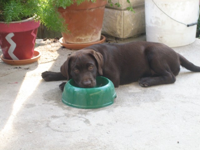 Jp malo se moramo tudi ohladiti...če ni bazena pa kar v posodi za vodo :)