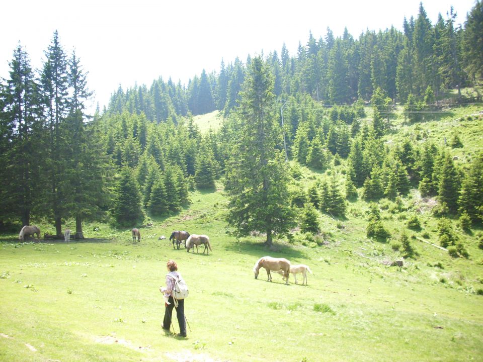 Ljubno-Golte/Milan/ - foto povečava