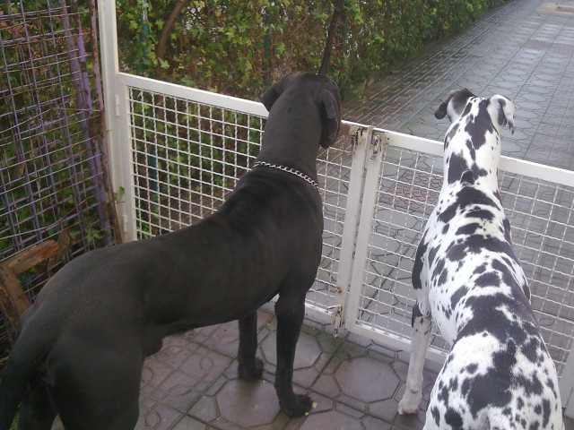 Dogi i Ana
great dane 'puppies' :)