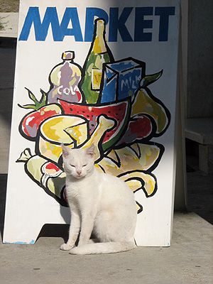 Matej - foto