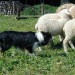 Chip u radu sa ovcama