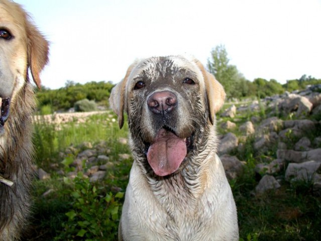 Bongo na jezeru - foto