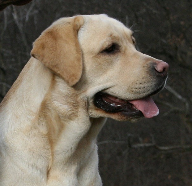 Allegro - foto